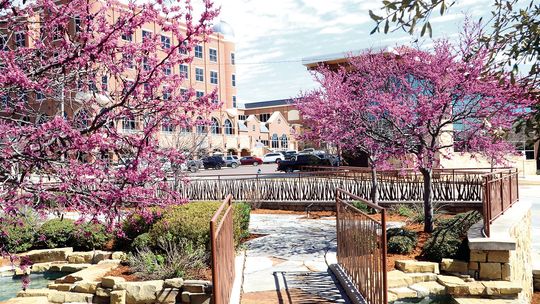 Blooming Redbuds Signal Early Spring Across This Area
