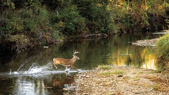 Celebrating A Semicentennial