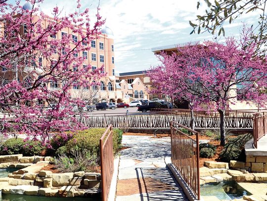 Blooming Redbuds Signal Early Spring Across This Area