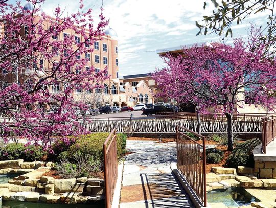 Blooming Redbuds Signal Start Of Spring