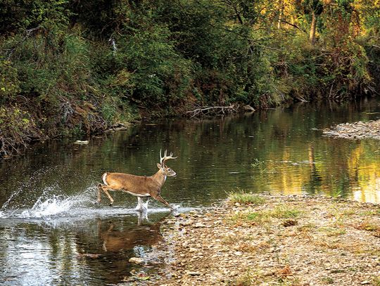 Celebrating A Semicentennial