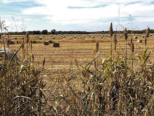 Hot And Dry Is The New Normal As Drought Returns To Impact Oklahoma Agriculture