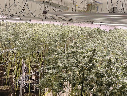 Marijuana Grow Facility Shut Down; Five Arrested