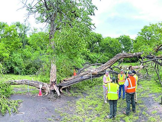 Park’s Trees Damaged In Wake Of EF-3 Tornado