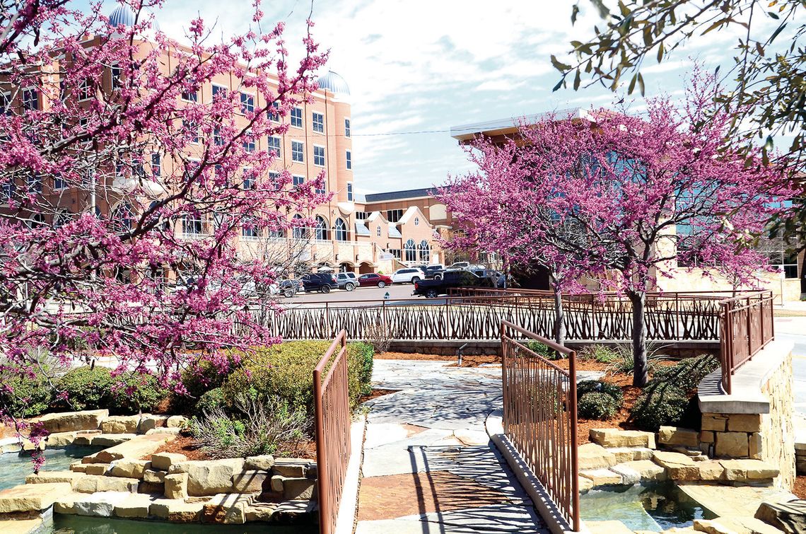 Blooming Redbuds Signal Early Spring Across This Area