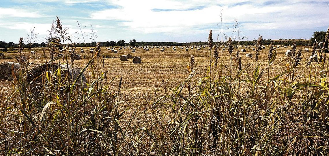 Hot And Dry Is The New Normal As Drought Returns To Impact Oklahoma Agriculture