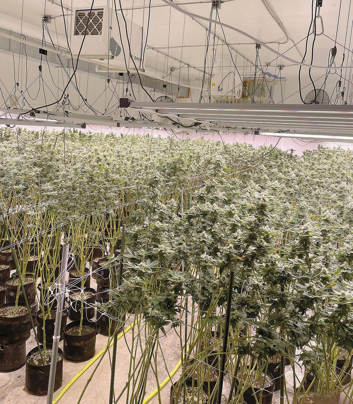 Marijuana Grow Facility Shut Down; Five Arrested