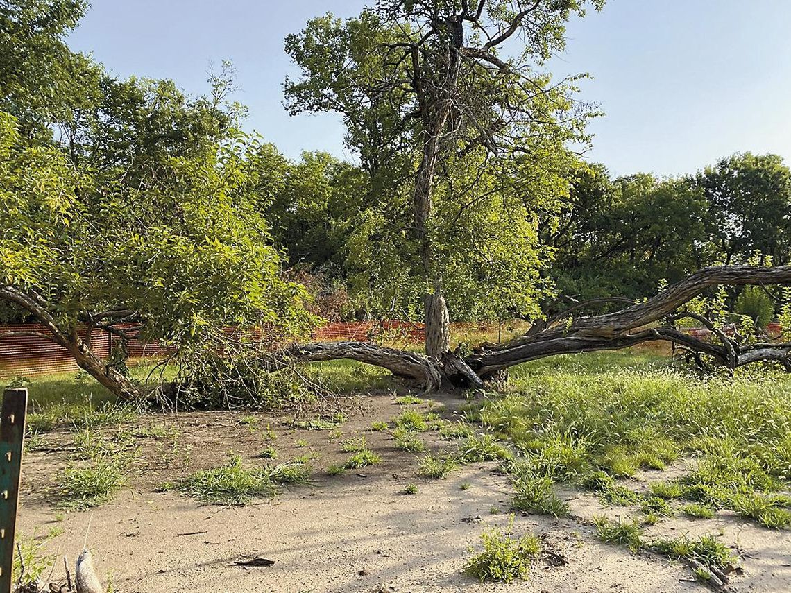 Park’s Beloved Monkey Tree Survives, But Sustains Damage In April 27 Tornado, Official Says