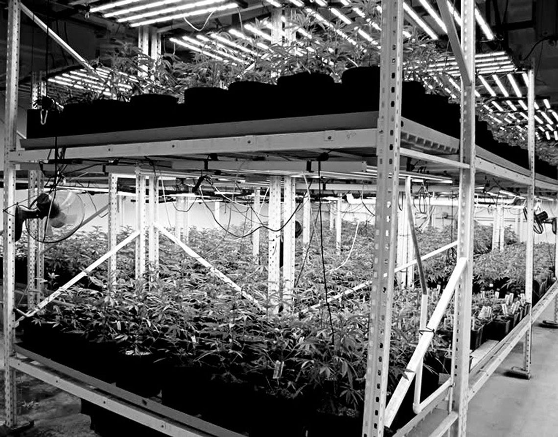 Pot Grow Operation Taken Down Here